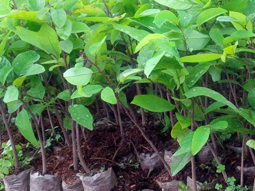 Cây na dai, giống na dai siêu quả thơm ngon