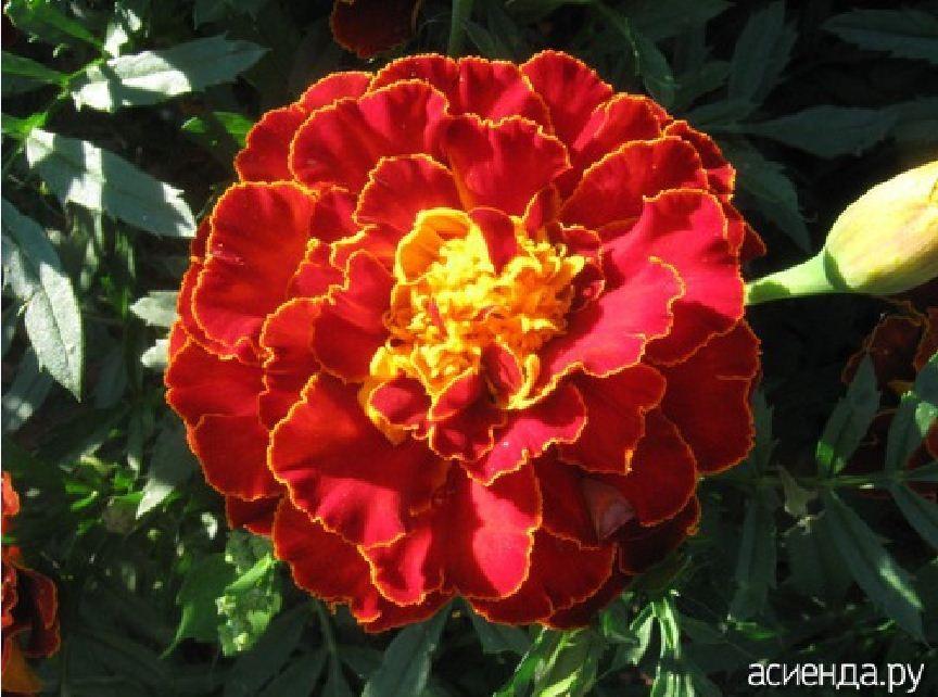 Hạt giống hoa Vạn Thọ lửa ( vạn thọ pháp mix ) - 1 gói 50 hạt