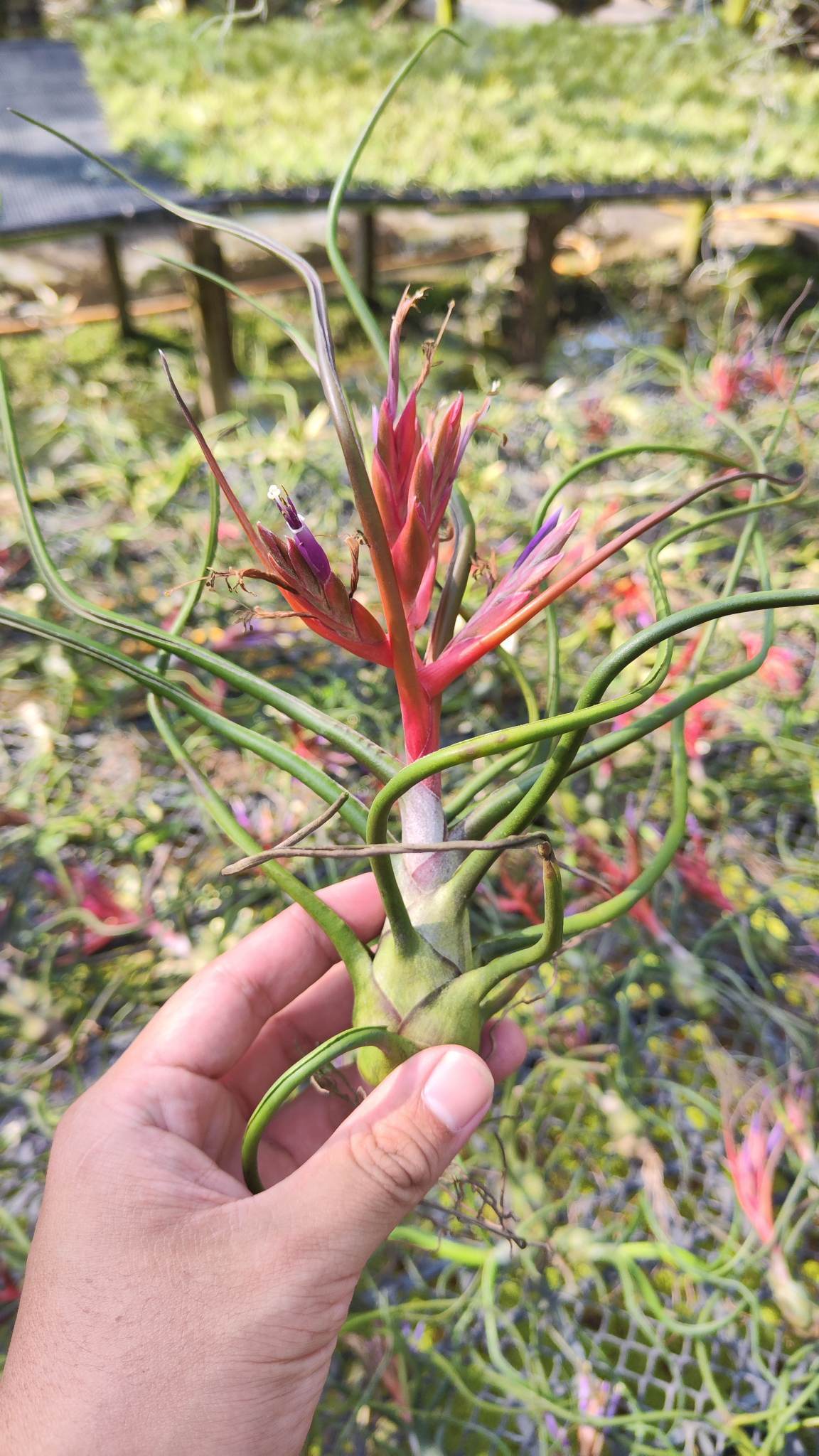 Cây không khí Nhân sâm Balbusa Giant (Size lớn)