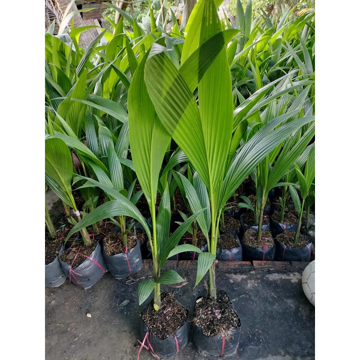 Dừa vàng (dừa tam quan)