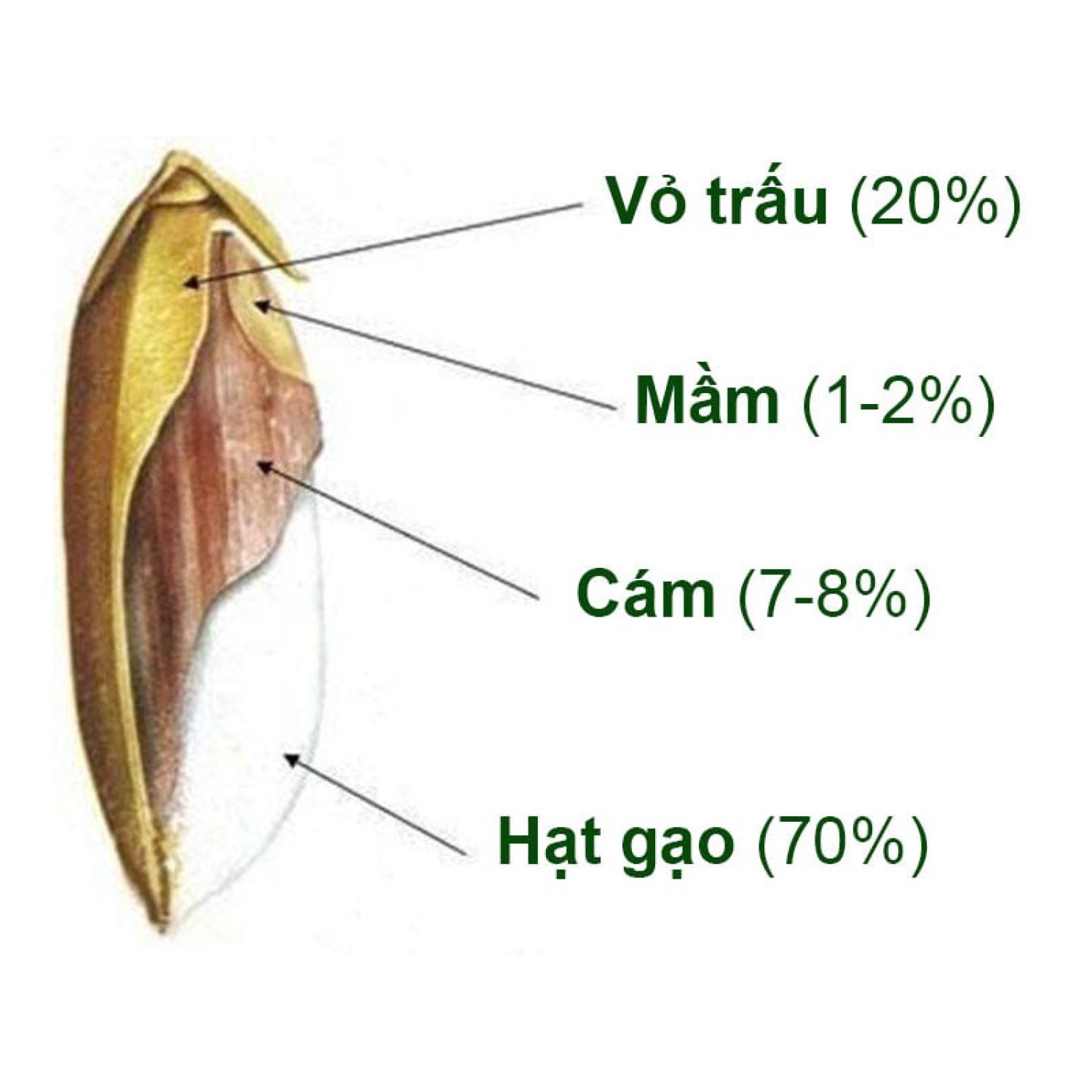 BỘT GẠO LỨT MẦM 500GR - LÁ TÍA TÔ