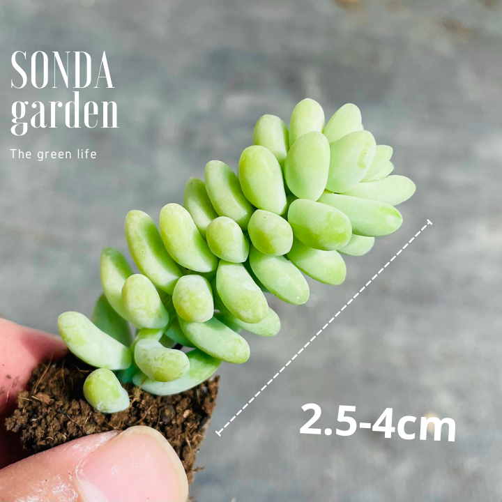 SEN ĐÁ CHUỖI NGỌC BI SIZE MINI KHOẺ ĐẸP LỖI 1 ĐỔI 1