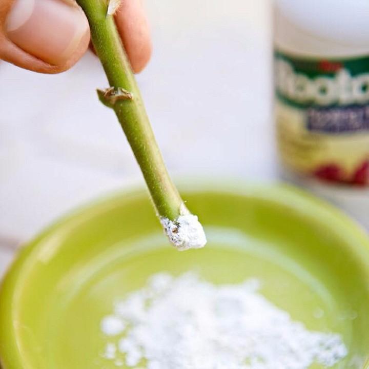 Take root lọ 56,6g Chuyên Giâm Cành kích rễ, nhập Mỹ