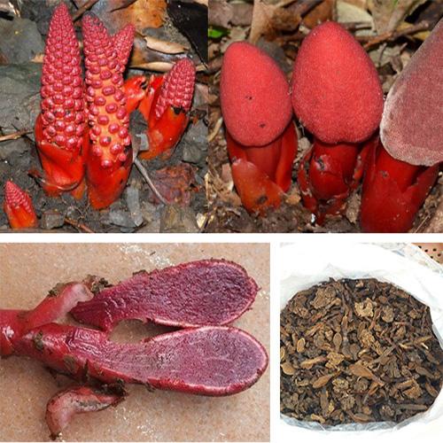 Nấm ngọc cẩu khô - 1kg