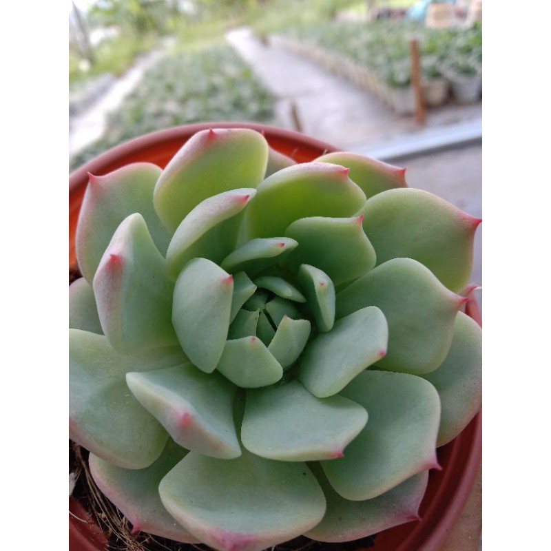 Sen Đá Bánh Bao Lửa, Xuất Xứ Đà Lạt, Lỗi 1 Đổi 1 ❣