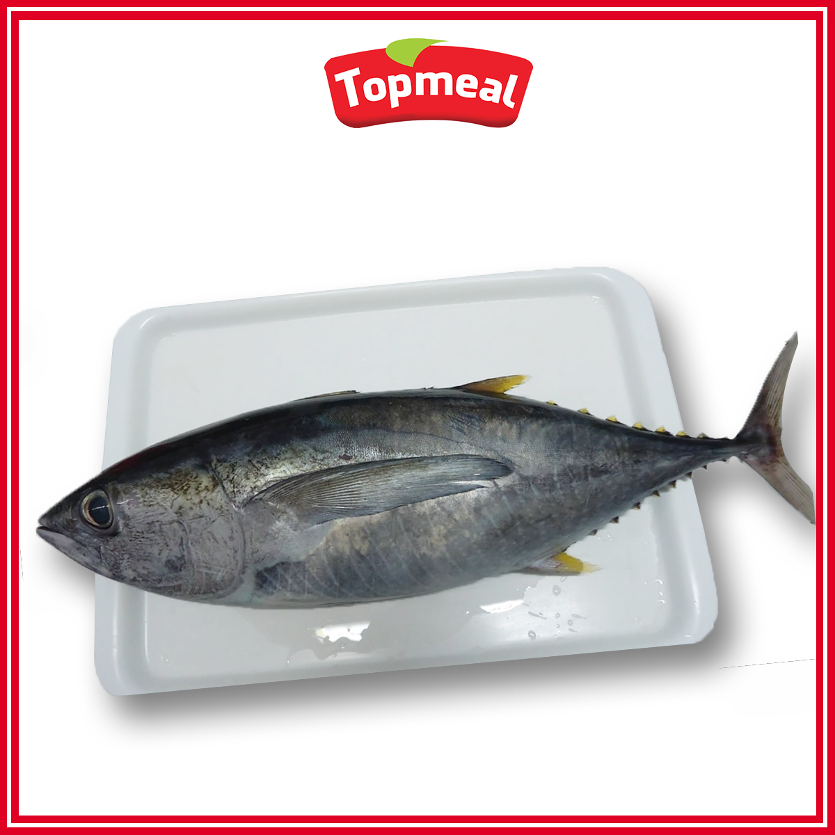 HCM - Cá ngừ nguyên con (900 - 1100 g) - [Giao nhanh TPHCM]