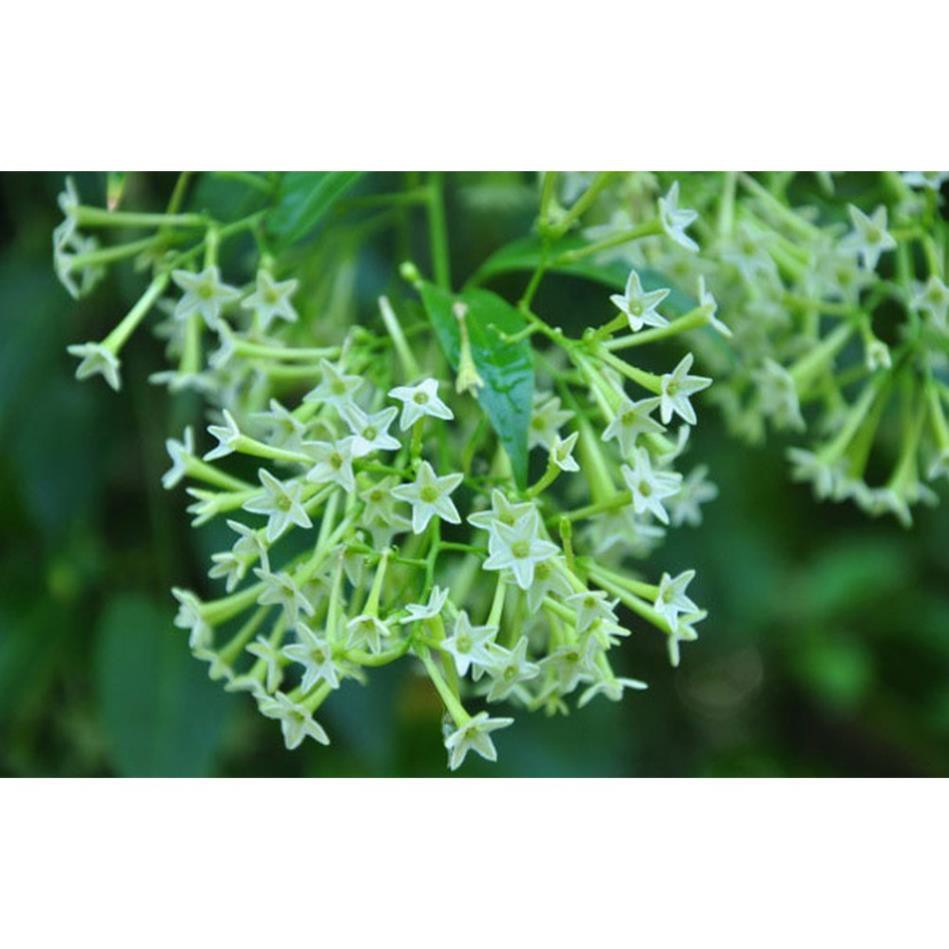 [HCM]Khu Vườn Hạt Giống Dạ Lai Hương .