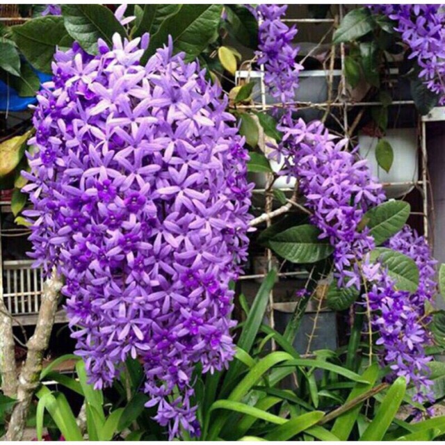 Cây mai xanh bông tím - hoa chùm, cao 70-90cm