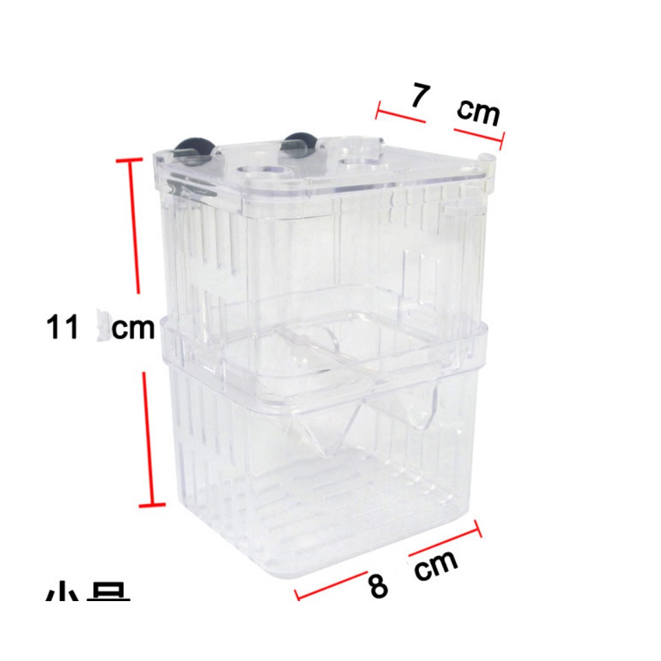 LÒNG ĐẺ CHO CÁ CẢNH, CÁ BẢY MÀU