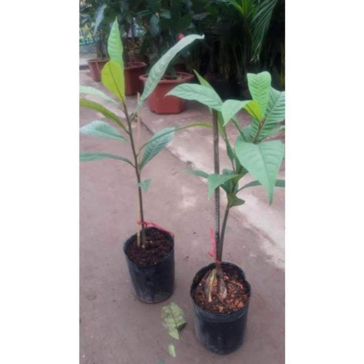 Xả hết........ Cây giống hồng xiêm ruột đỏ quả to khổng lồ , cây đẹp, giống chuẩn