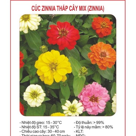 Hạt Giống Hoa Cúc ZINNIA Thấp Cây 50 hạt