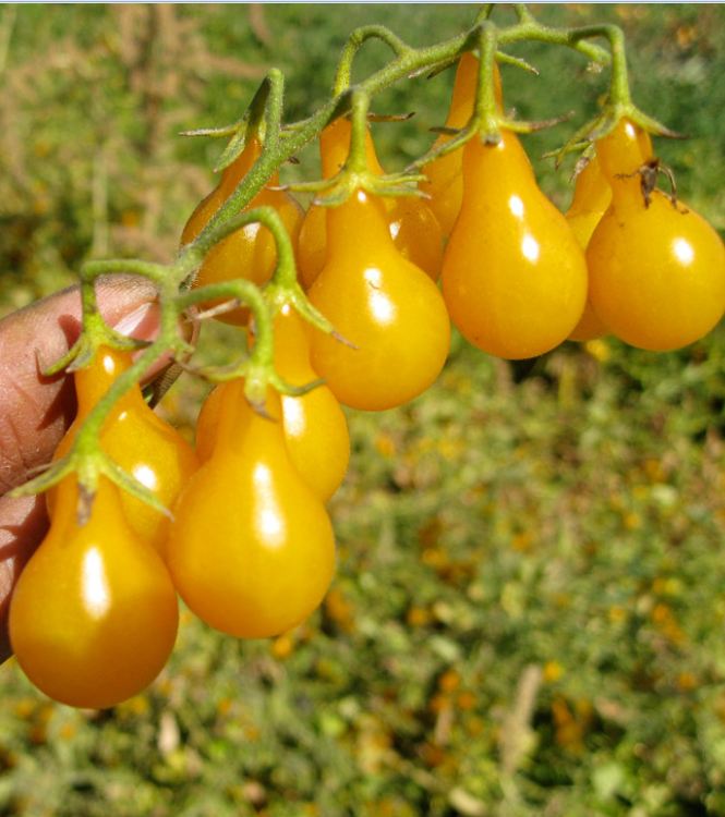 Hạt giống cà chua quả lê vàng - Gói 30 Hạt