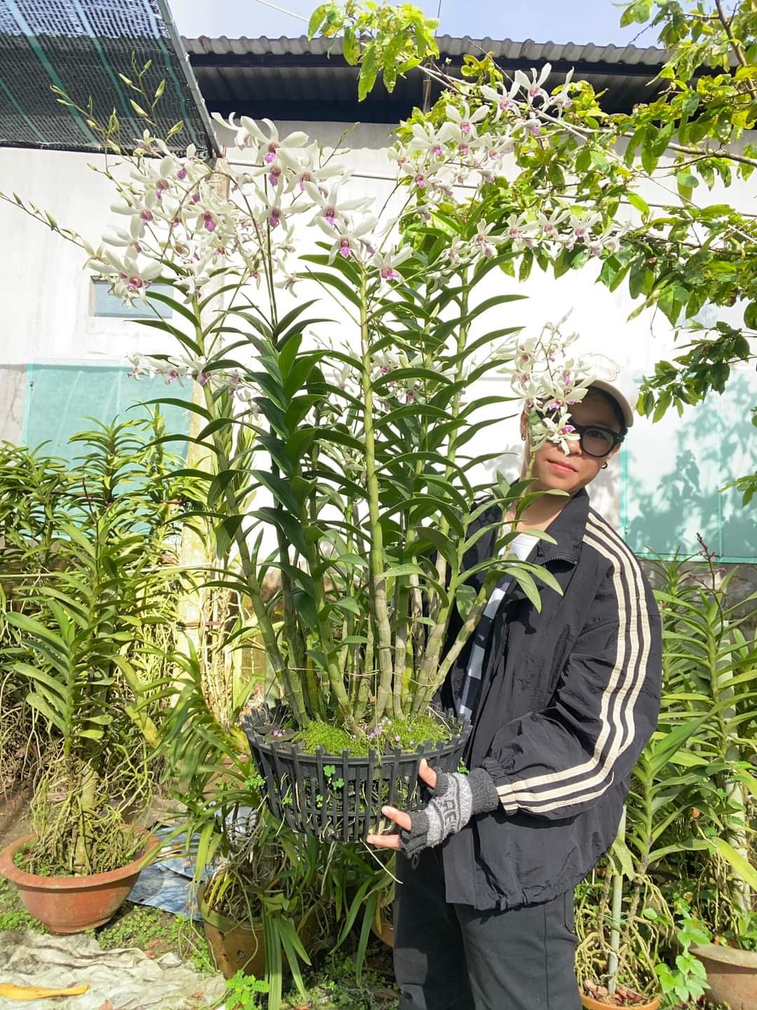 HOA LAN  DENRO BANGKOK