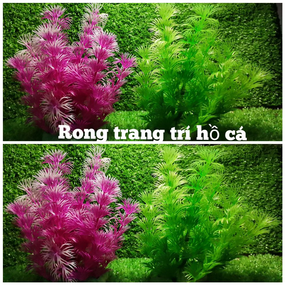 [HCM]Rong trang trí cho hồ giá cho 1 cây