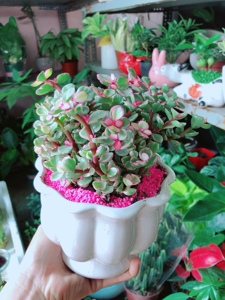 [HCM]Chậu Cây Cành Vàng Lá Ngọc