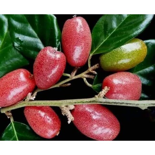 Cây gống nhót ngọt thái trái to