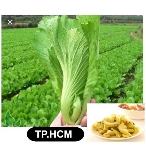 Hạt giống rau Cải bẹ dưa - Gói 20gr