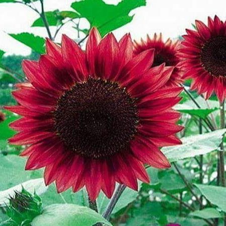 Hạt Giống Hoa Hướng Dương Đỏ (10 Hạt)