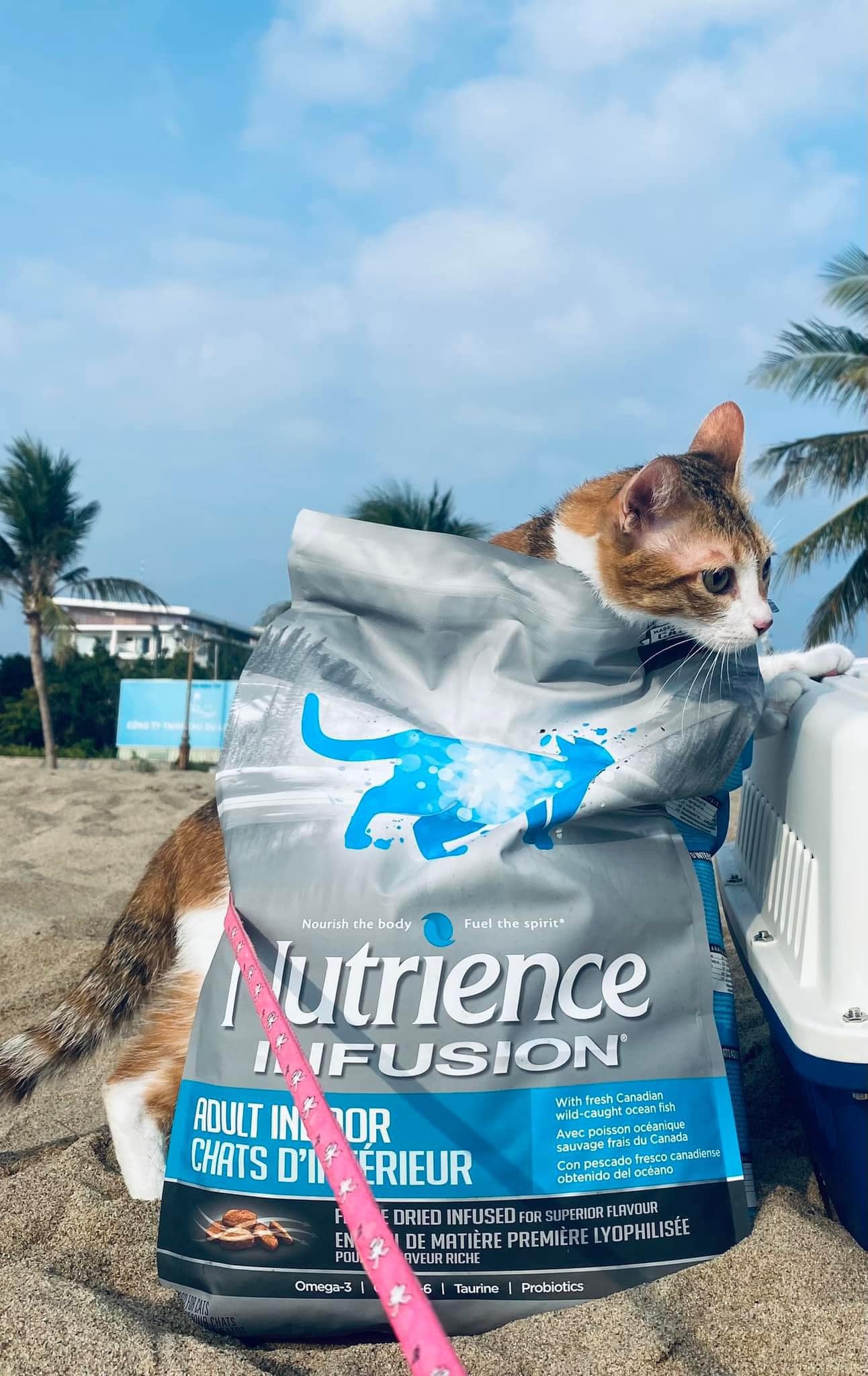 [Nguyên seal 2,27kg & 5kg] Thức ăn mèo NUTRIENCE INFUSION