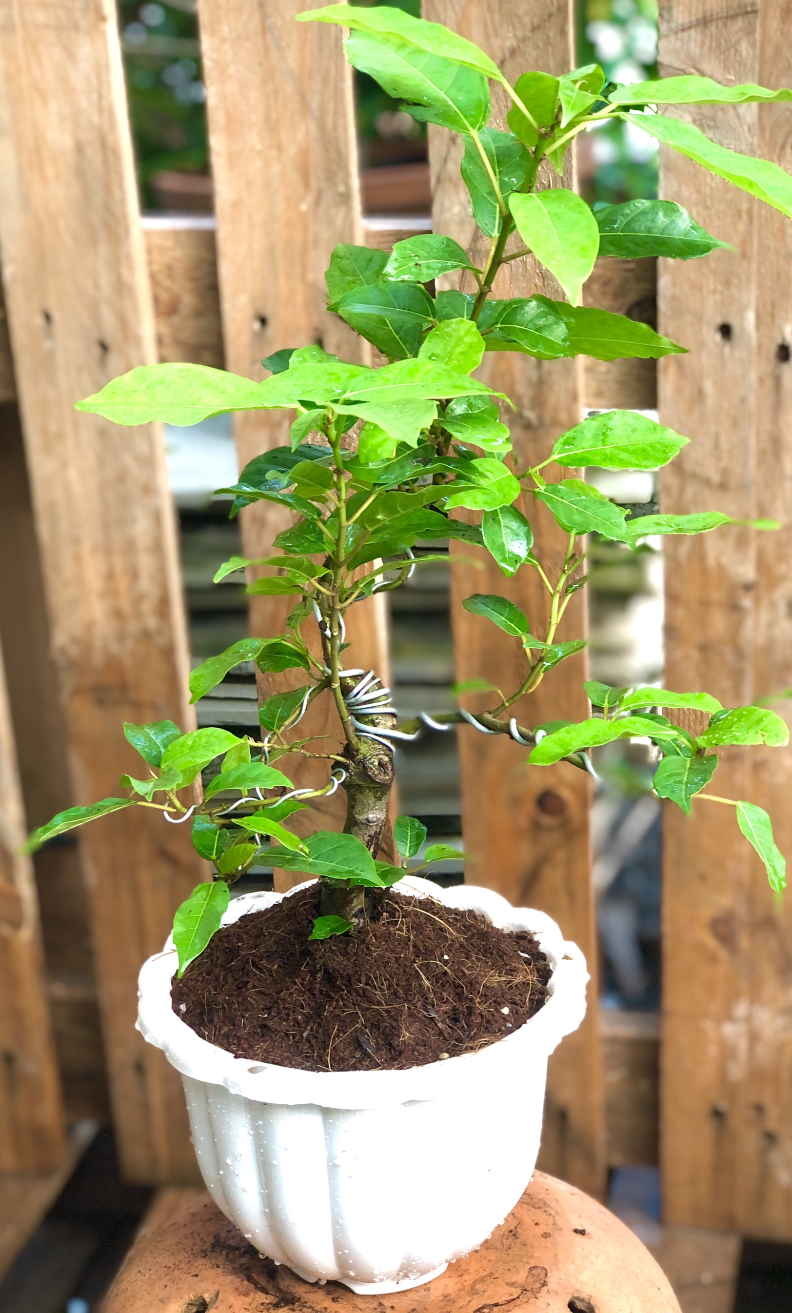 Chậu Bonsai cây sung trái xanh
