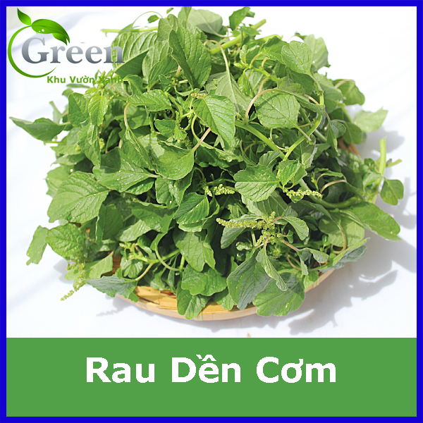 Hạt Giống Rau Dền Cơm Năng Suất Cao, Thu Hoạch Sớm (Gói 10 gam ~ 3000 hạt)
