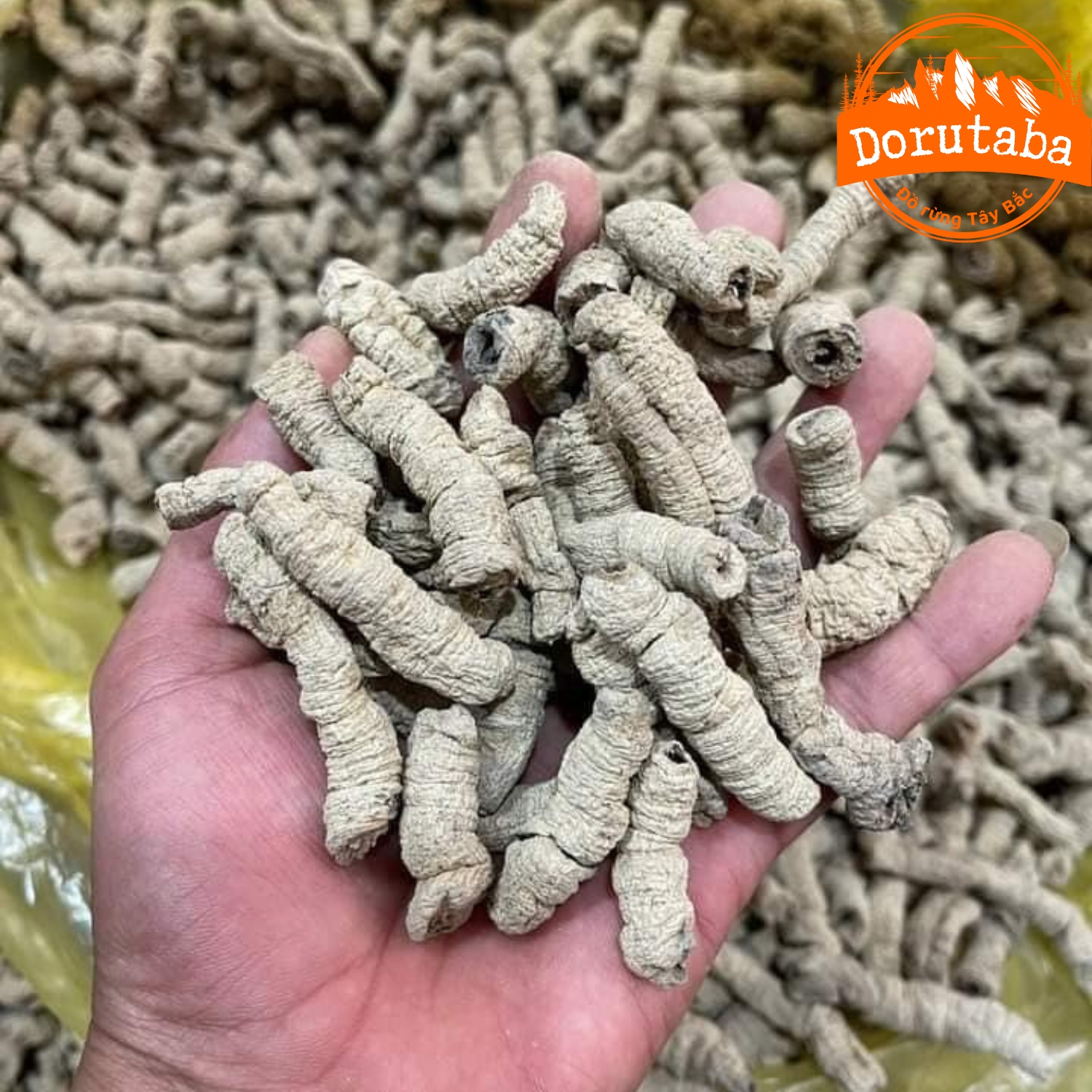 Ba kích tím tách lõi khô Quảng Ninh ngâm rượu loại 1 to size đại. Ba kích tím rừng tươi khô giúp bổ thân tráng dương tăng cường sinh lý