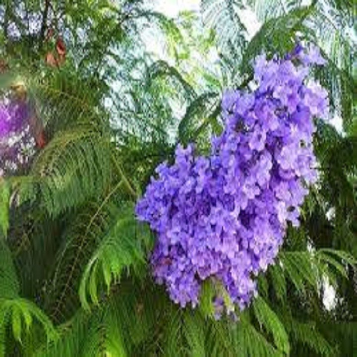 Cây phượng tím( cây cao 1,4 mét) + Tặng 2 Cây Quế Giống