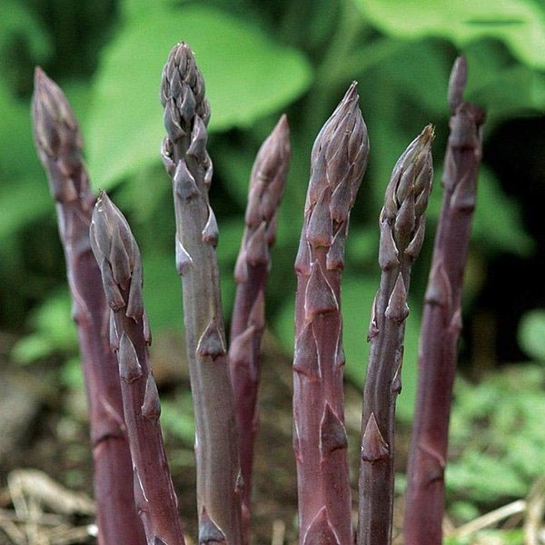 Hạt giống Măng tây tím VTS78 | Vạn Tín Store