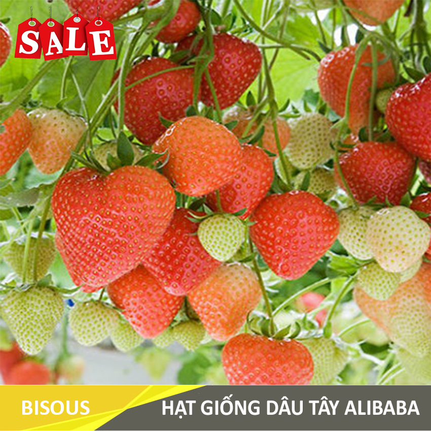 Hạt giống Dâu tây Q24 Bisous KLT 50 hạt