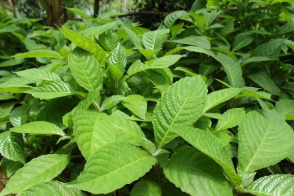 20 Cây chè khổng lồ