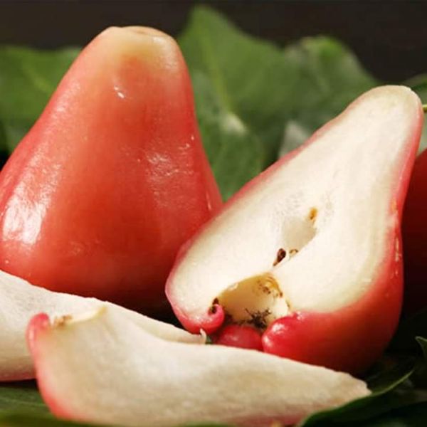 Cây Roi đỏ -mận an phước + Tặng 02 Cây Quế Giống