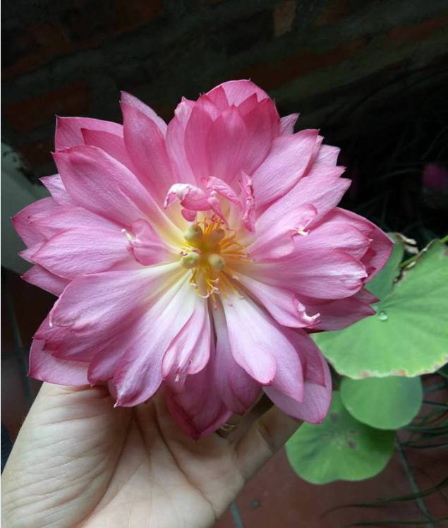 Purple White Lotus Seeds (Pack of 5 Seeds)