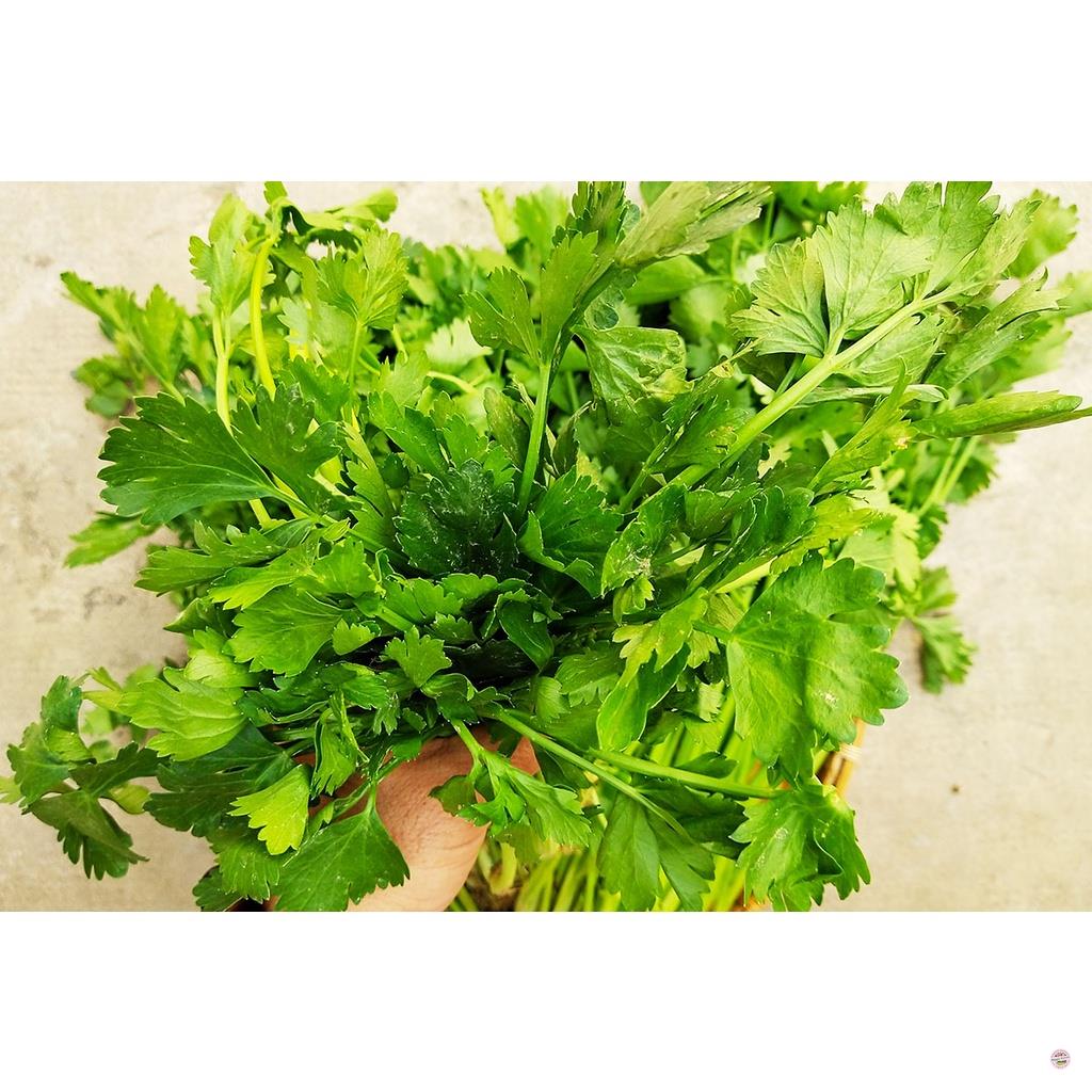 HẠT GIỐNG RAU CẦN LÁ XANH (CẦN TA) - GÓI 10 GRAM