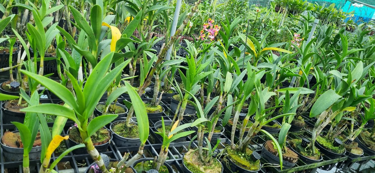 Denro chớp bịp