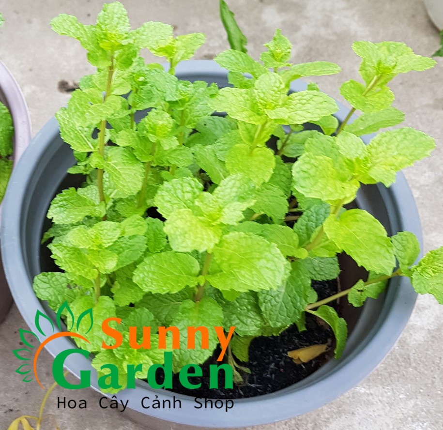 Húng Lũi - Chậu Rau rau sẽ phát triển tốt khi được trồng trên nền đất tới xốp, giàu dinh dưỡng và thoát nước tốt