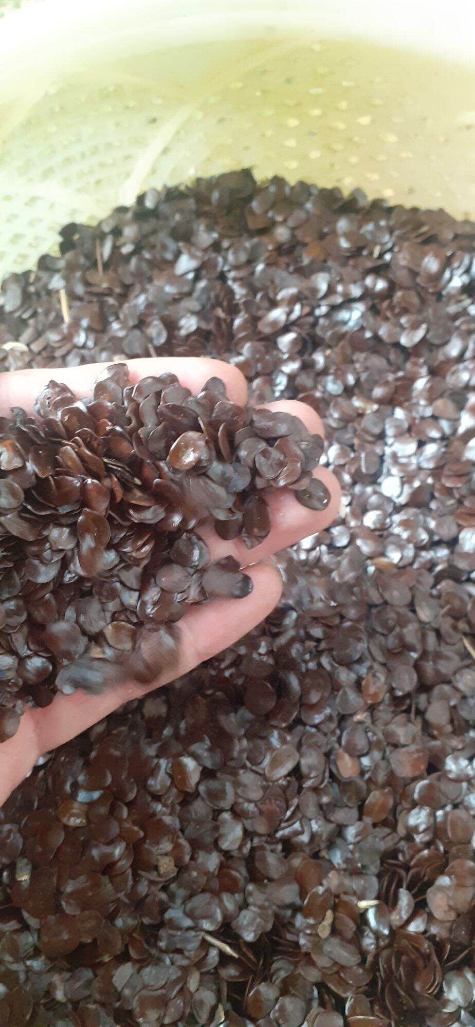 200 gram hạt muồng đen giống
