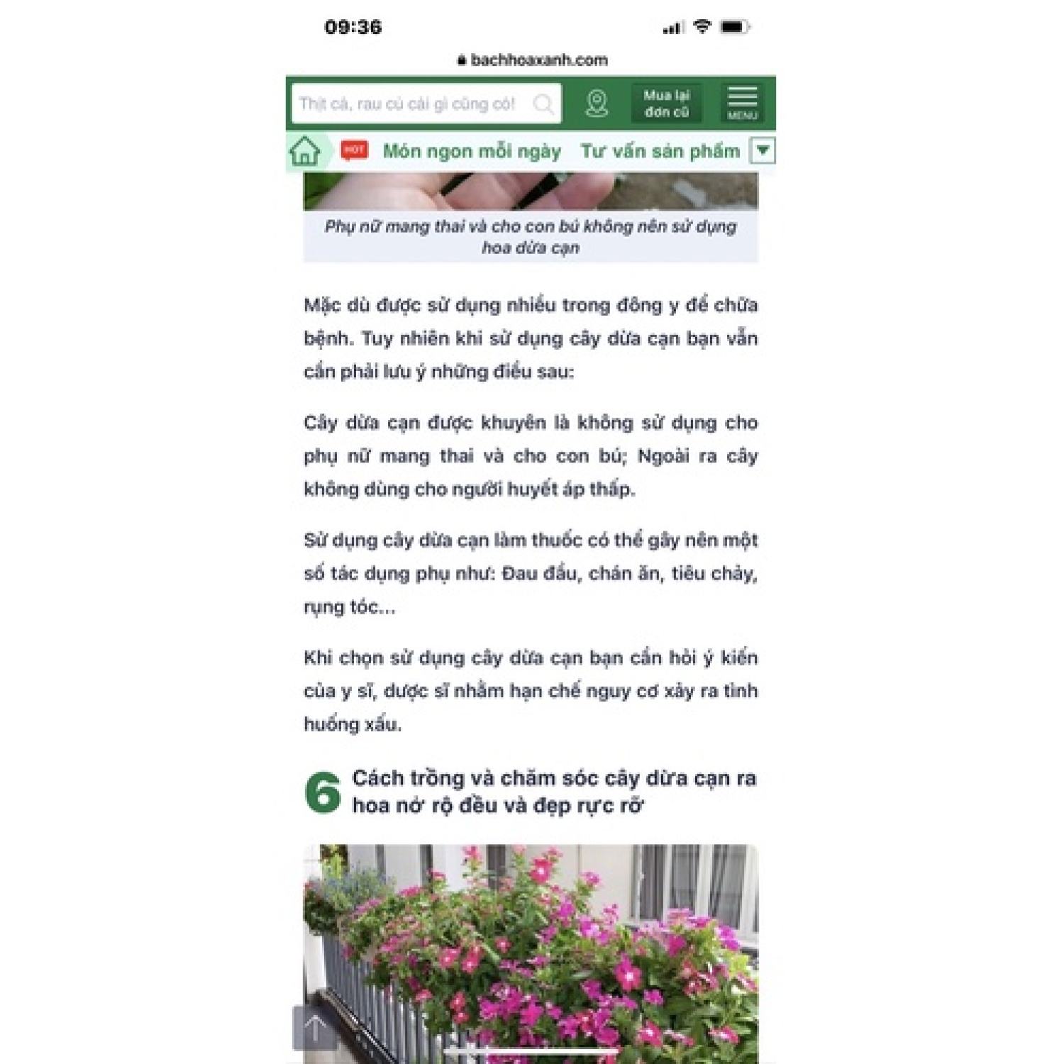 Cây Catharanthus roseus (hoa dừa cạn) màu hồng