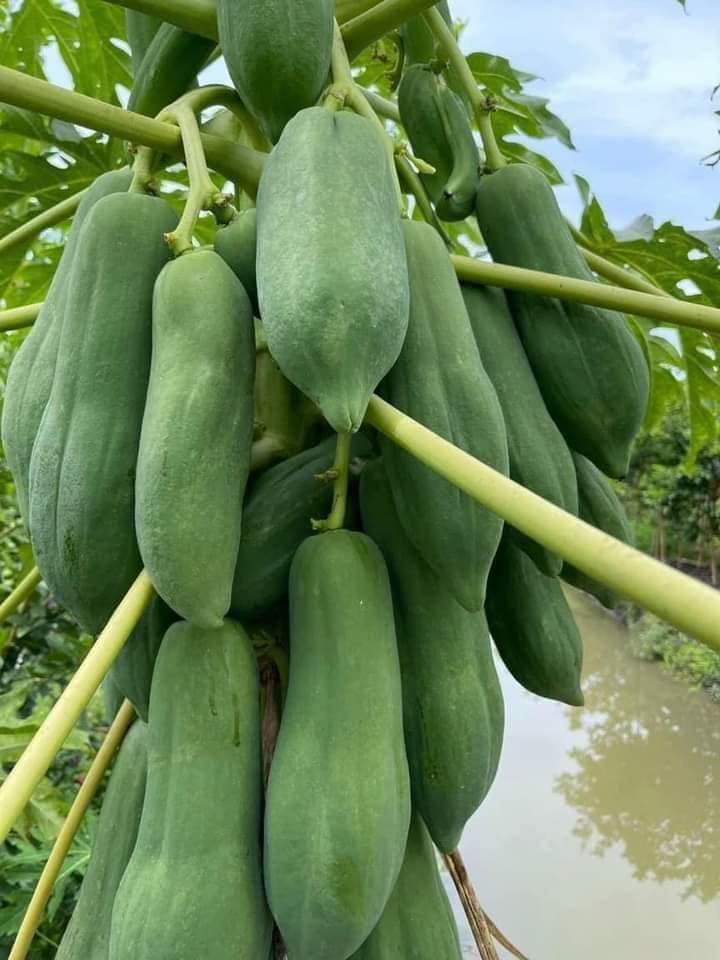 Hạt giống đu đủ lùn Phuket siêu ngọt Thái Lan ( 5Gram= khoảng 150 hạt)