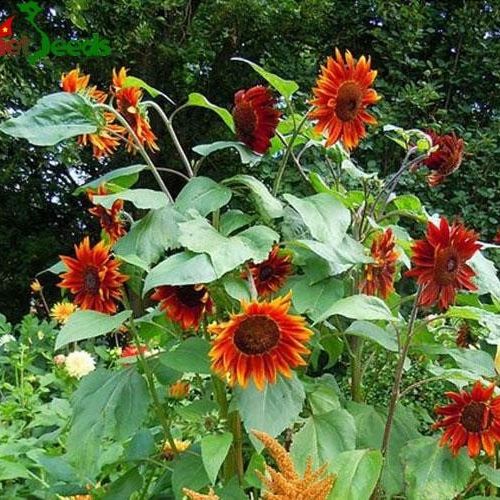 Hạt Giống Hoa Hướng Dương Đỏ (10 Hạt)