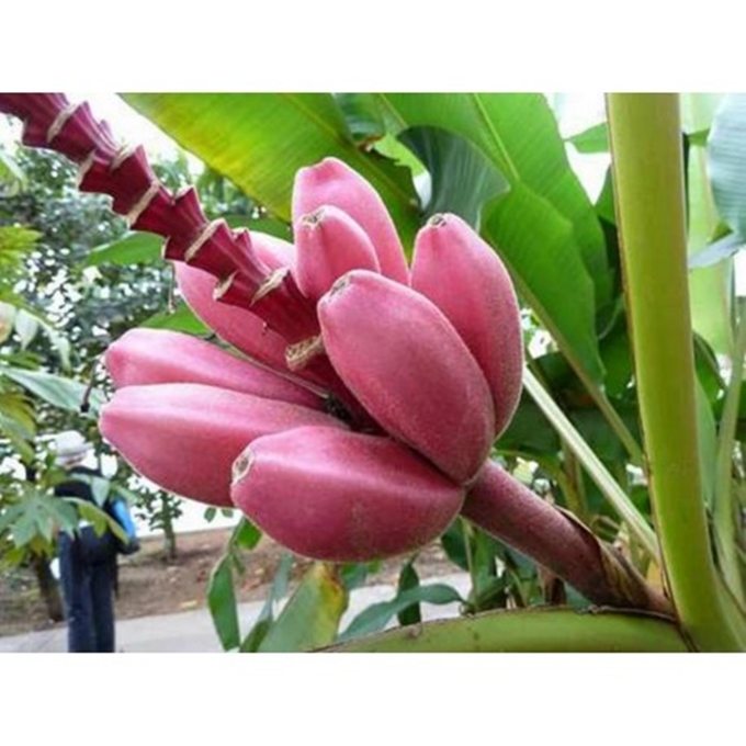Hạt giống Chuối đỏ Dacca tặng kèm kích mầm