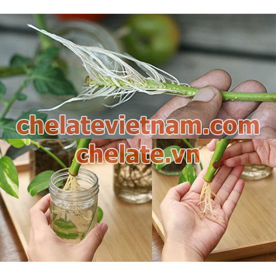 Super Transplantone ABT - Bột sinh rễ (Kích thích ra rễ cho cành giâm) gói 50g