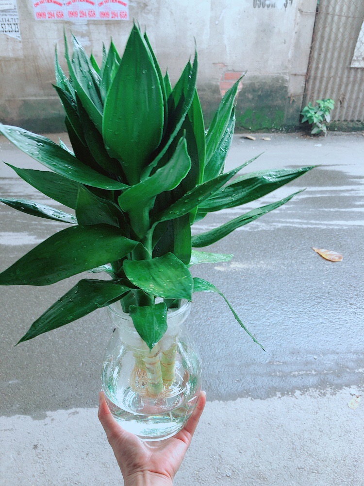 Chậu Phát Tài Búp Sen