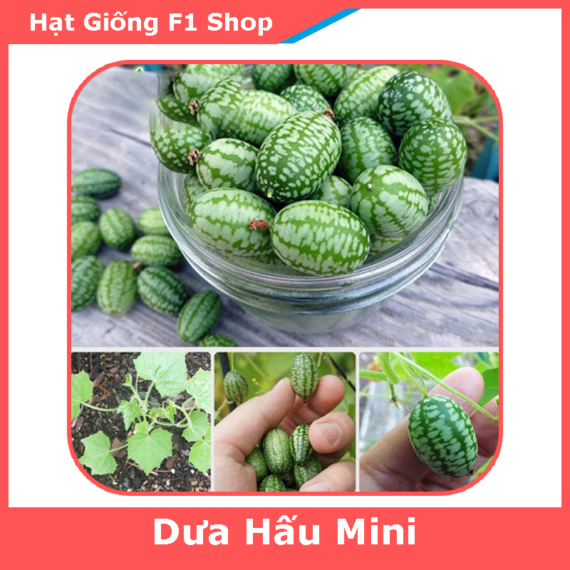 Hạt Giống Dưa Chuột Mexico - Dưa Hấu Mini Gói 5 Hạt (227.F1)