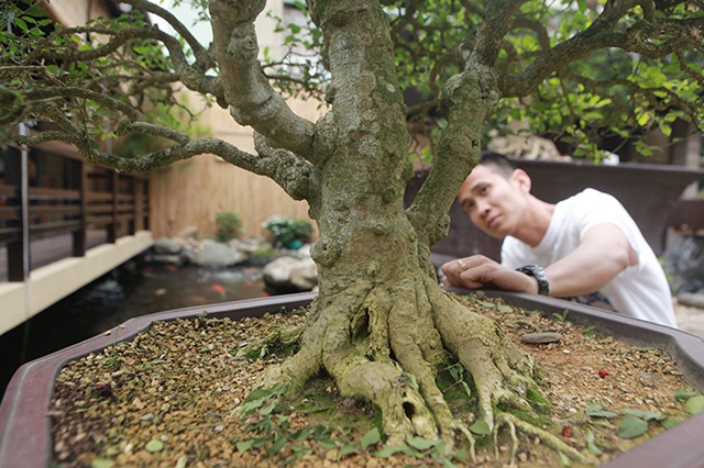 HỒNG NGỌC MAI CÂY SIÊU LỚN