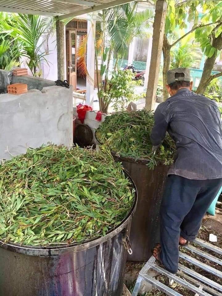 Tinh Dầu Tràm Huế (100ML)