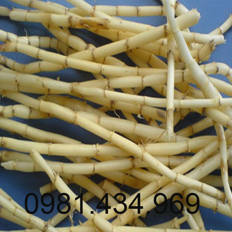 Rễ Cỏ Tranh Khô 500G Sạch Mới