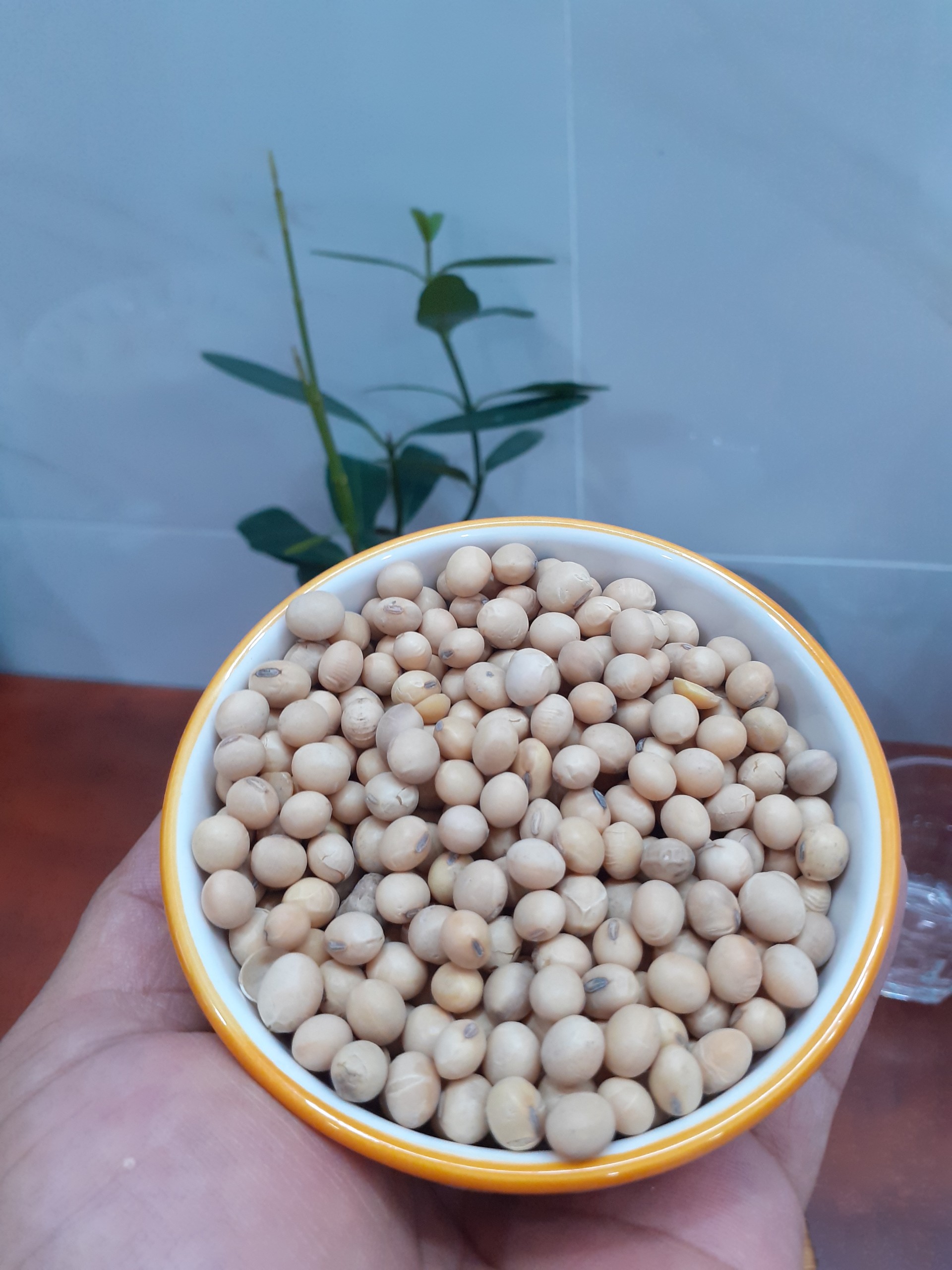 đậu nành, đậu tương làm đậu hũ