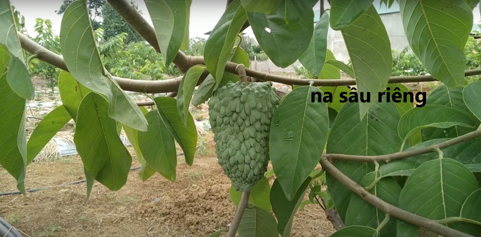 Cây giống na sầu riêng
