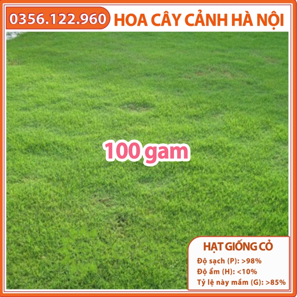 Hạt giống cỏ thảm cỏ nhung nhật 100g - cỏ cảnh quan, công trình