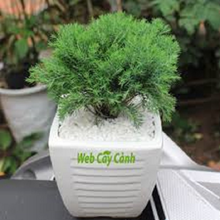 cây tùng bồng lai - cây để bàn